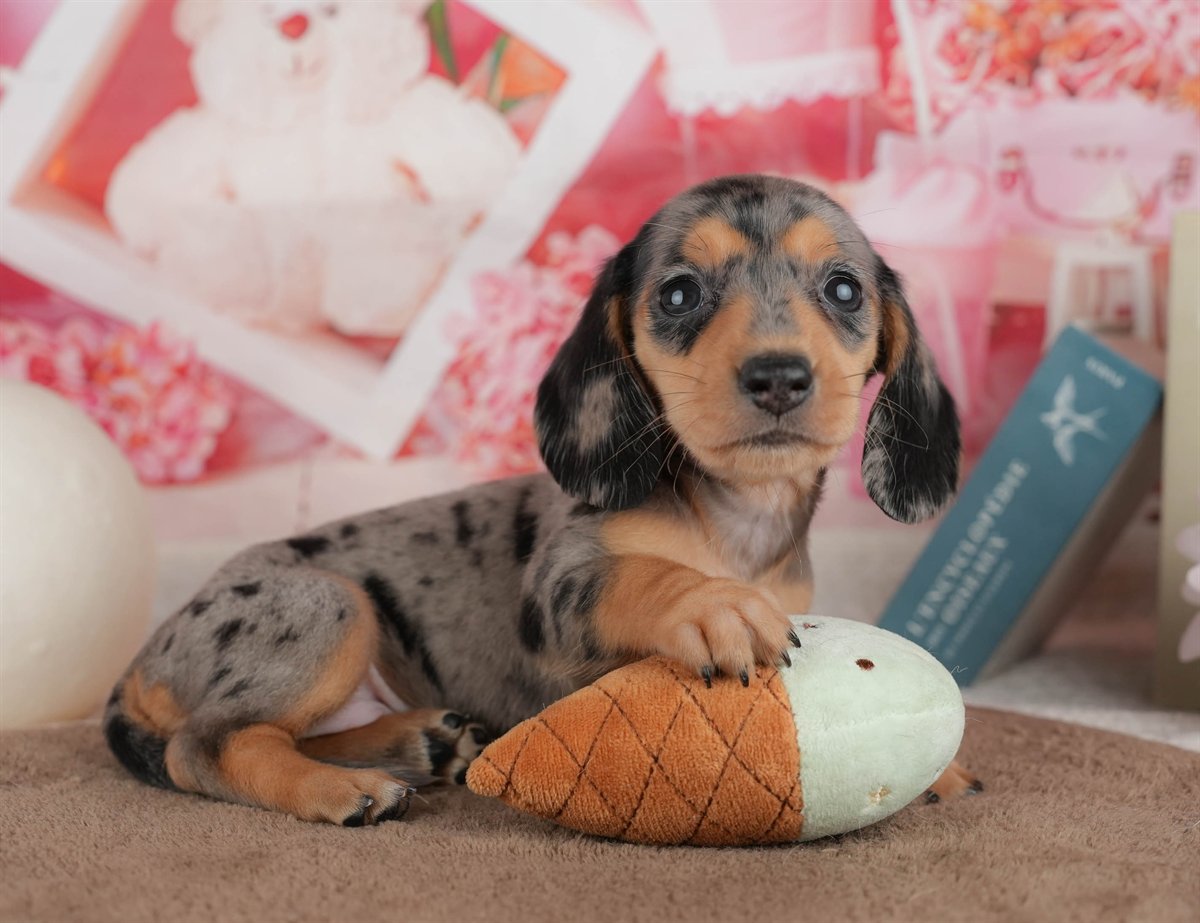 ミニチュア・ダックスフンド(スムース) | 女の子 | シルバーダップル | 2026年3月6日（ID:dog-200015835）