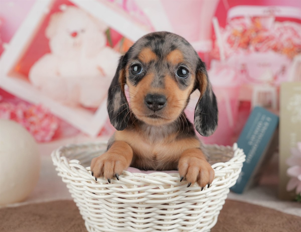 ミニチュア・ダックスフンド(スムース) | 女の子 | シルバーダップル | 2026年3月6日（ID:dog-200015835）
