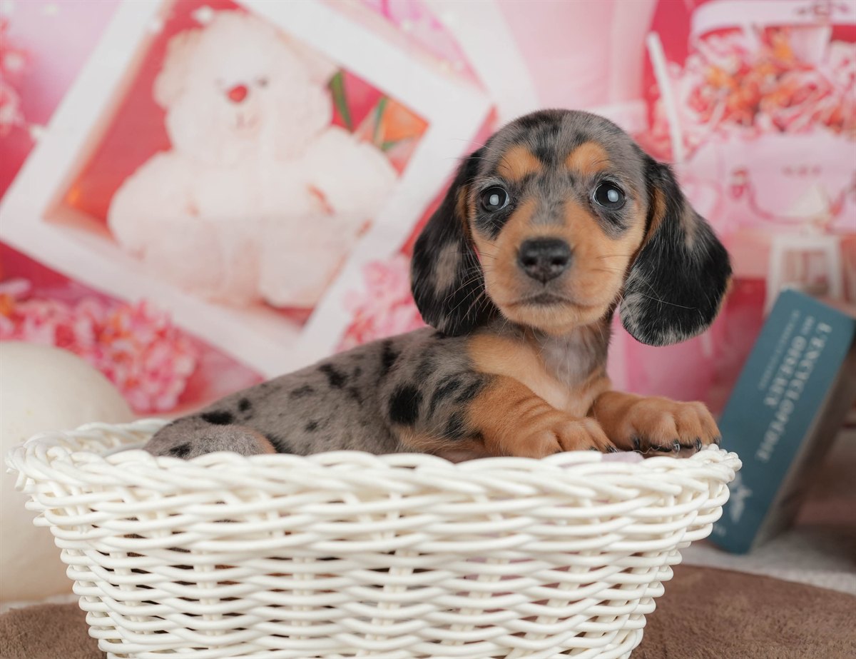 ミニチュア・ダックスフンド(スムース) | 女の子 | シルバーダップル | 2026年3月6日（ID:dog-200015835）