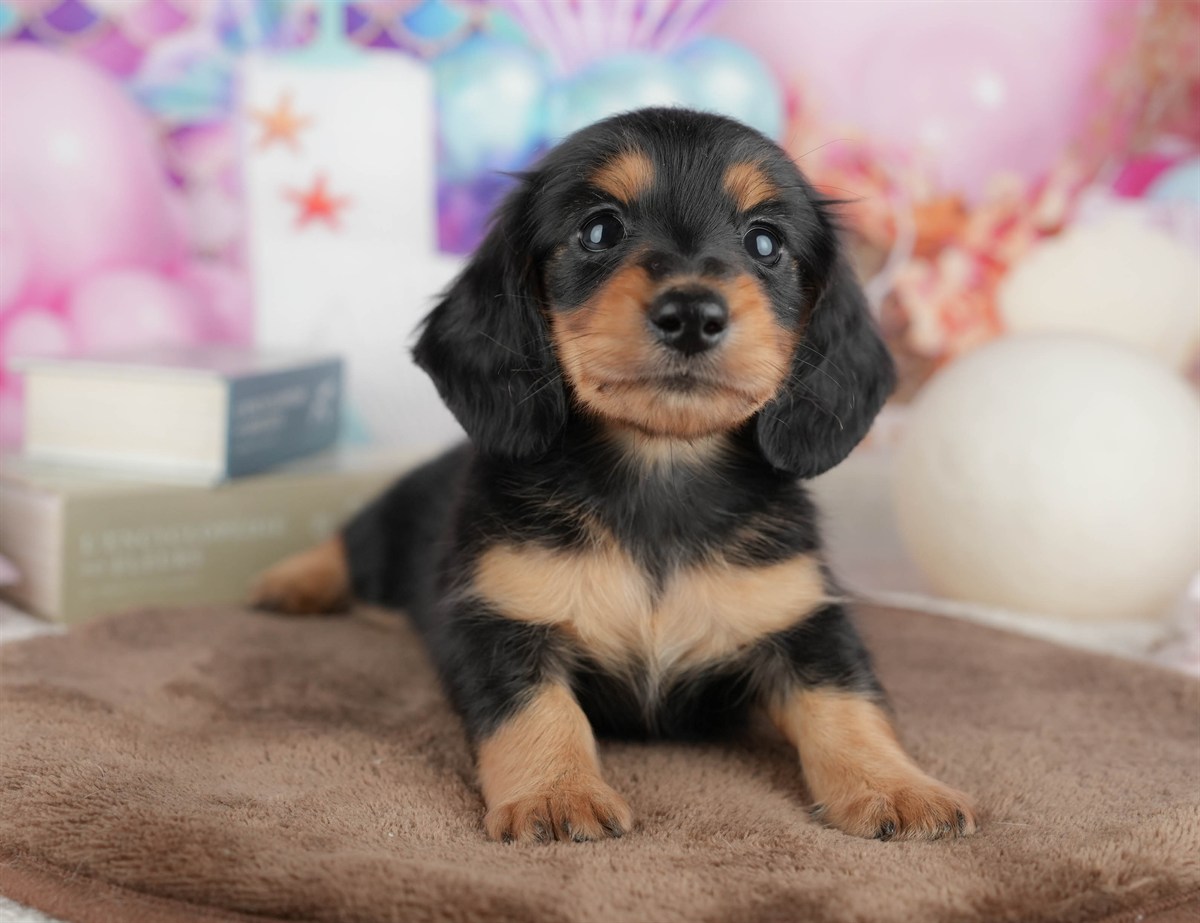 ミニチュア・ダックスフンド(ロング) | 男の子 | ブラック＆タン | 2026年3月6日（ID:dog-200015836）