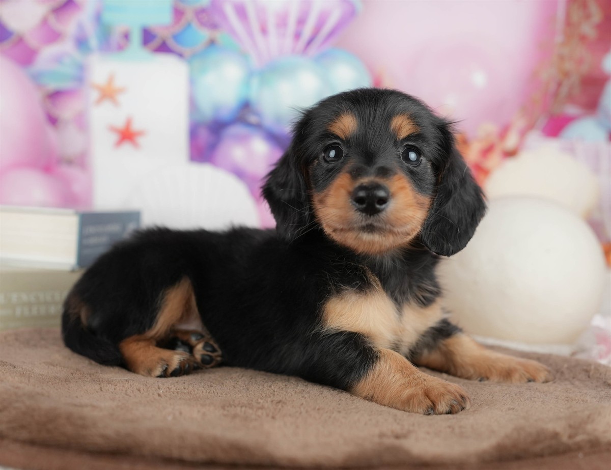 ミニチュア・ダックスフンド(ロング) | 男の子 | ブラック＆タン | 2026年3月6日（ID:dog-200015836）