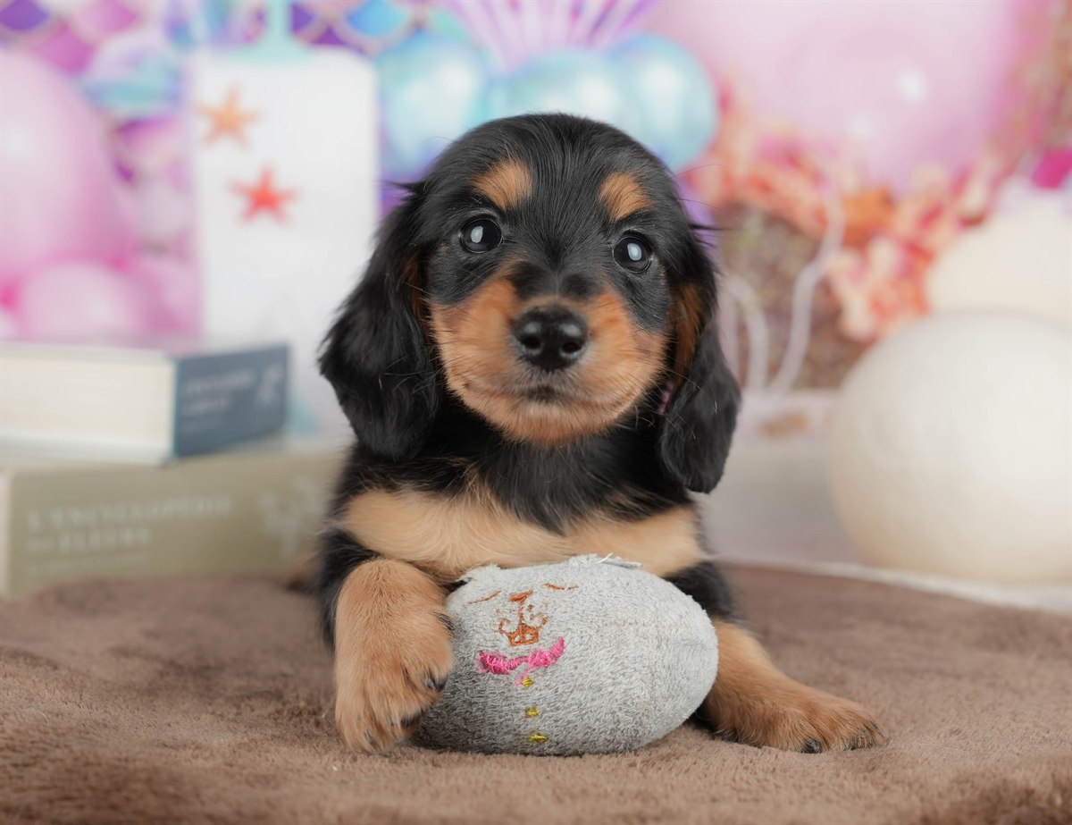 ミニチュア・ダックスフンド(ロング) | 男の子 | ブラック＆タン | 2026年3月6日（ID:dog-200015836）