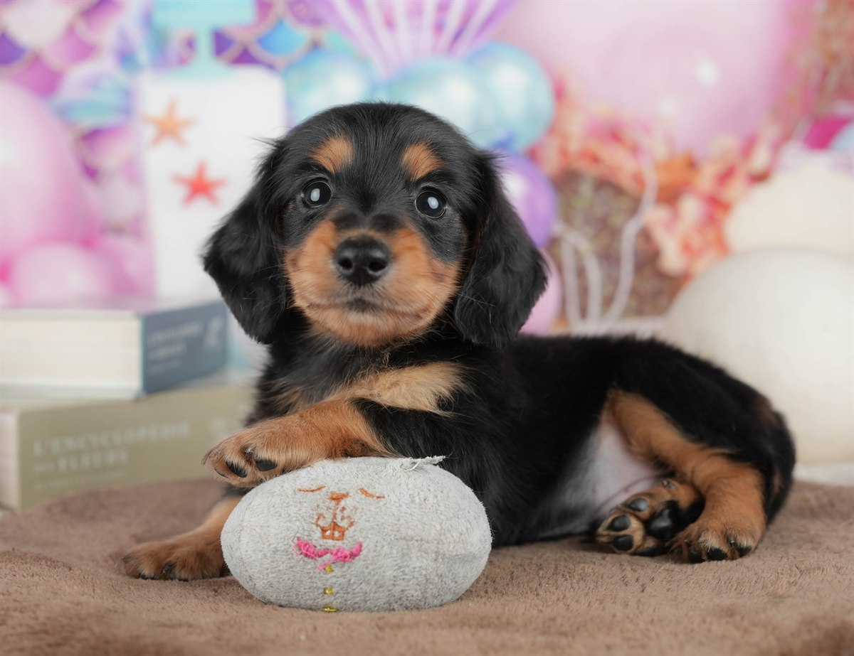 ミニチュア・ダックスフンド(ロング) | 男の子 | ブラック＆タン | 2026年3月6日（ID:dog-200015836）