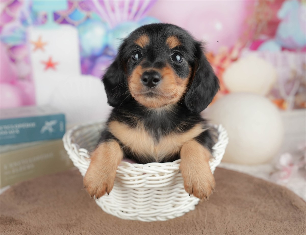 ミニチュア・ダックスフンド(ロング) | 男の子 | ブラック＆タン | 2026年3月6日（ID:dog-200015836）