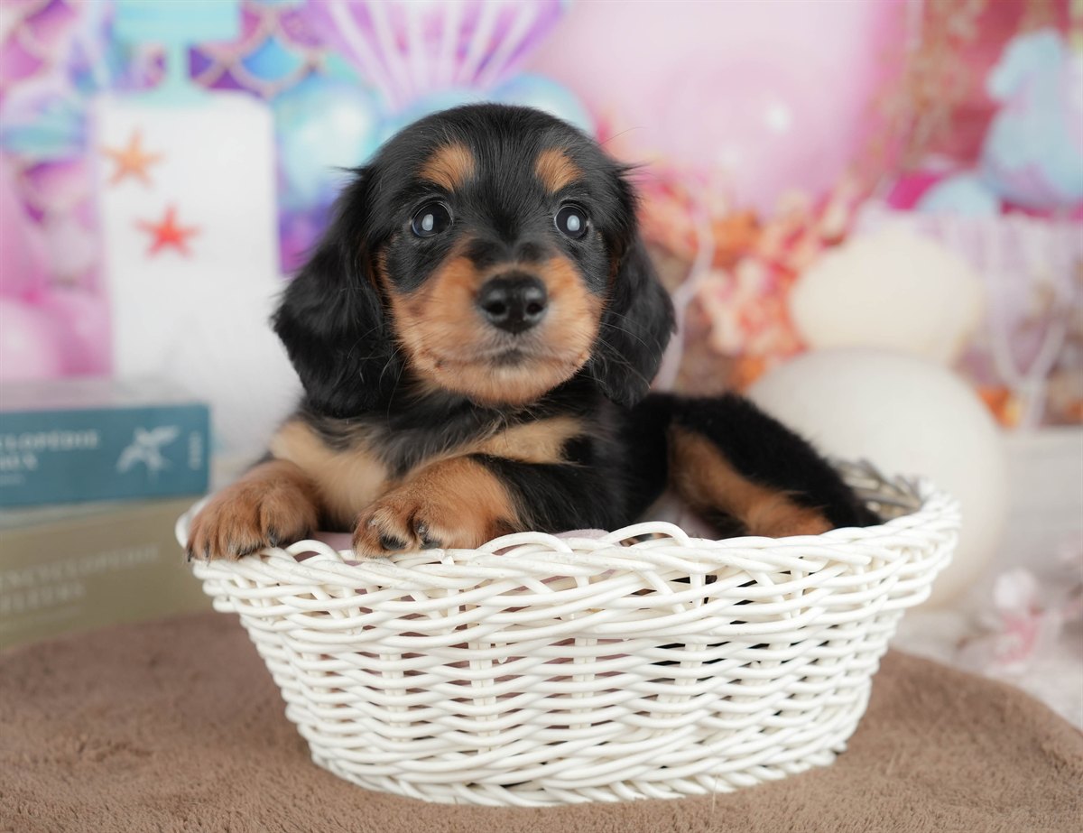 ミニチュア・ダックスフンド(ロング) | 男の子 | ブラック＆タン | 2026年3月6日（ID:dog-200015836）