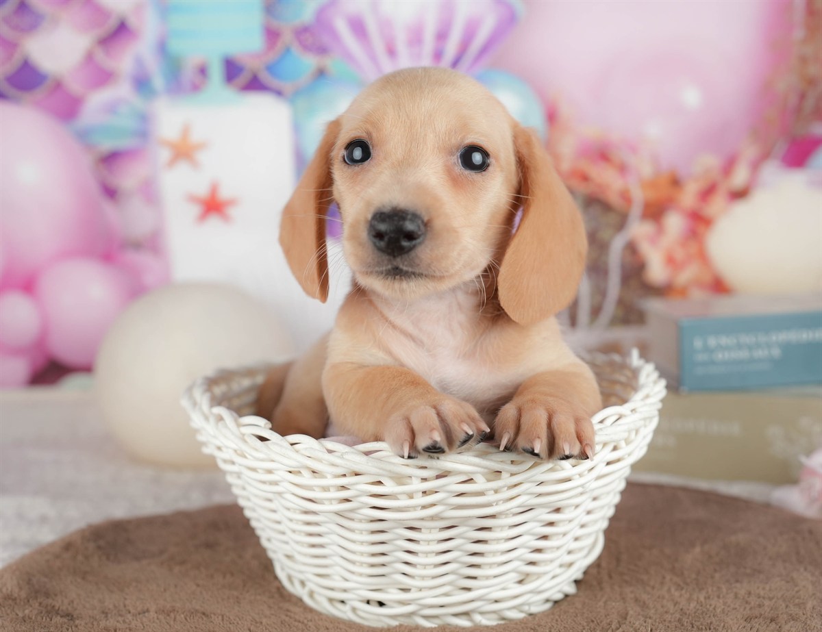 ミニチュア・ダックスフンド(スムース) | 男の子 | イエロー | 2026年3月6日（ID:dog-200015837）