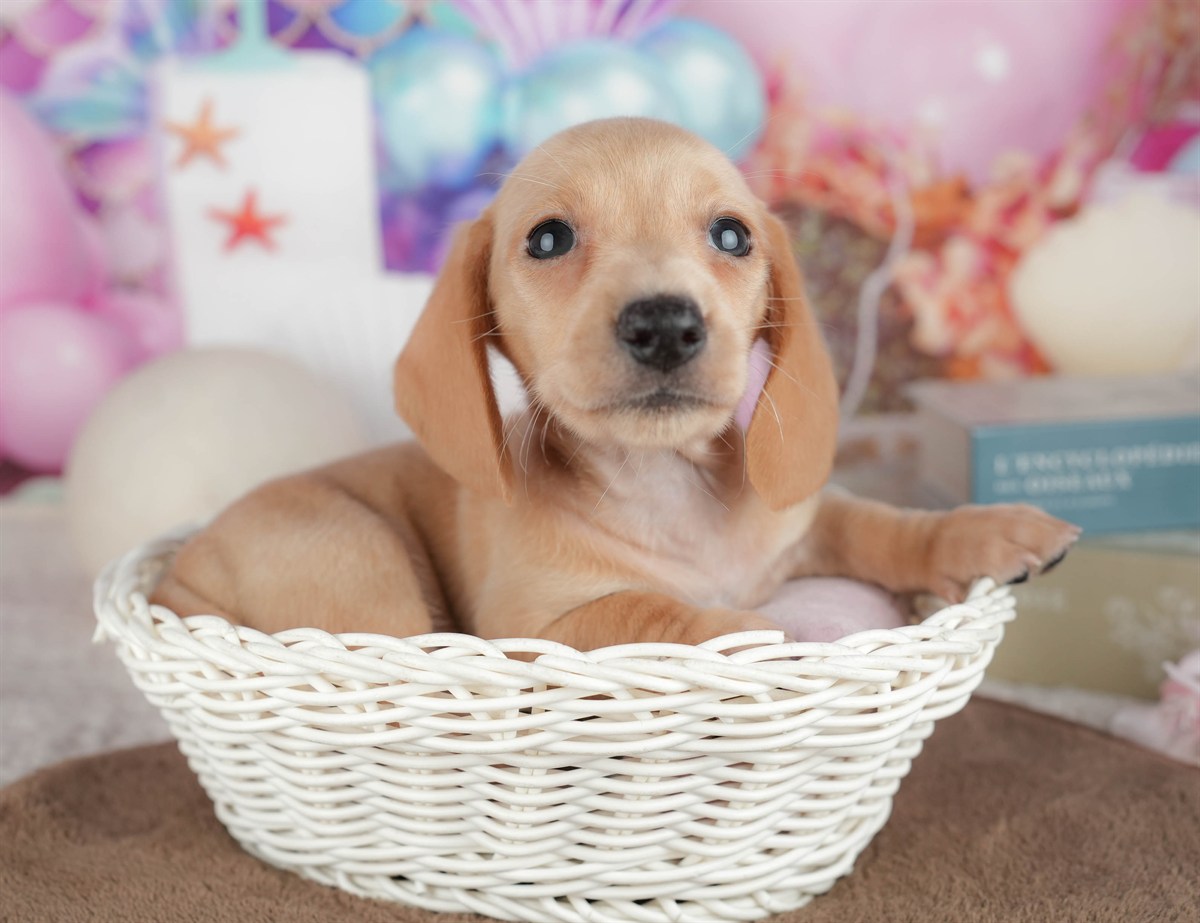 ミニチュア・ダックスフンド(スムース) | 男の子 | イエロー | 2026年3月6日（ID:dog-200015837）