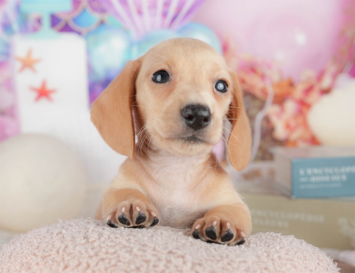 ミニチュア・ダックスフンド(スムース) | 男の子 | イエロー | 2026年3月6日（ID:dog-200015837）