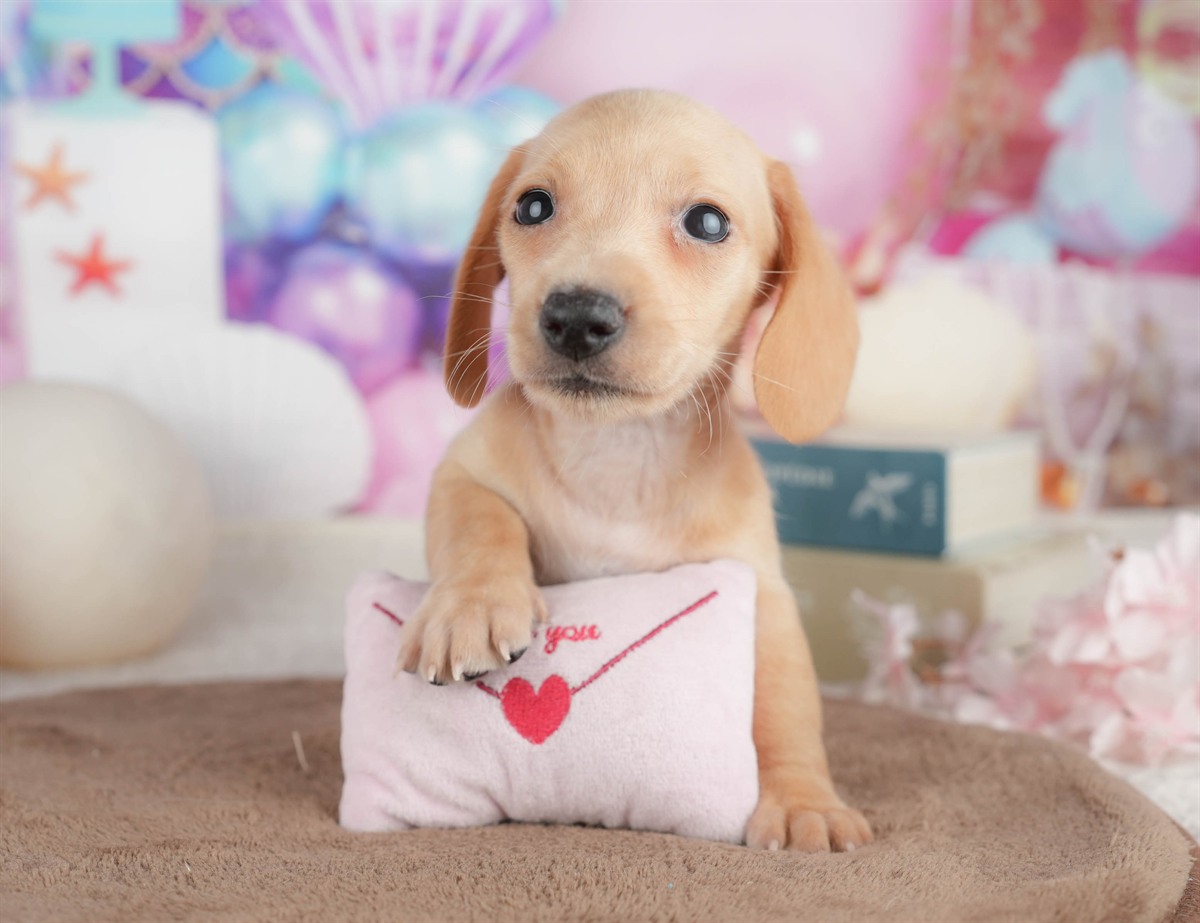 ミニチュア・ダックスフンド(スムース) | 男の子 | イエロー | 2026年3月6日（ID:dog-200015837）