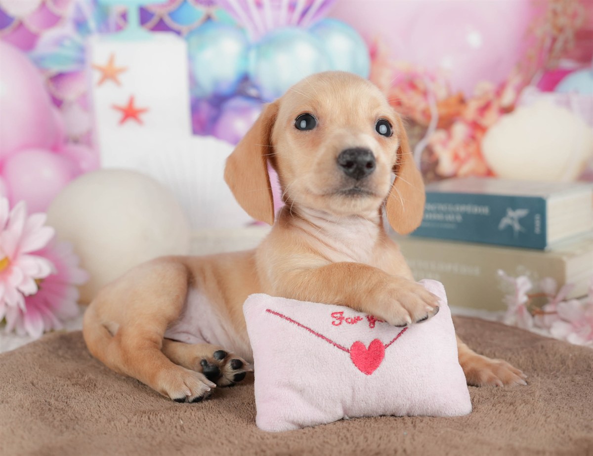 ミニチュア・ダックスフンド(スムース) | 男の子 | イエロー | 2026年3月6日（ID:dog-200015837）