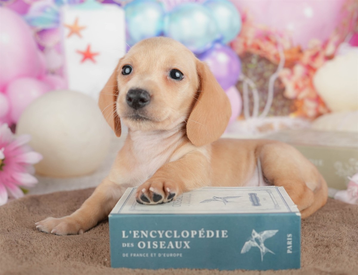 ミニチュア・ダックスフンド(スムース) | 男の子 | イエロー | 2026年3月6日（ID:dog-200015837）