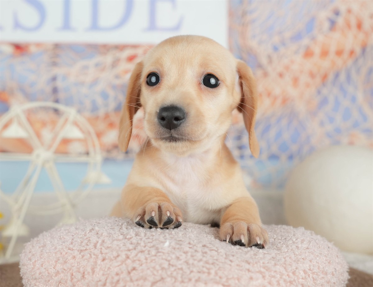 ミニチュア・ダックスフンド(スムース) | 女の子 | イエロー | 2026年3月6日（ID:dog-200015838）