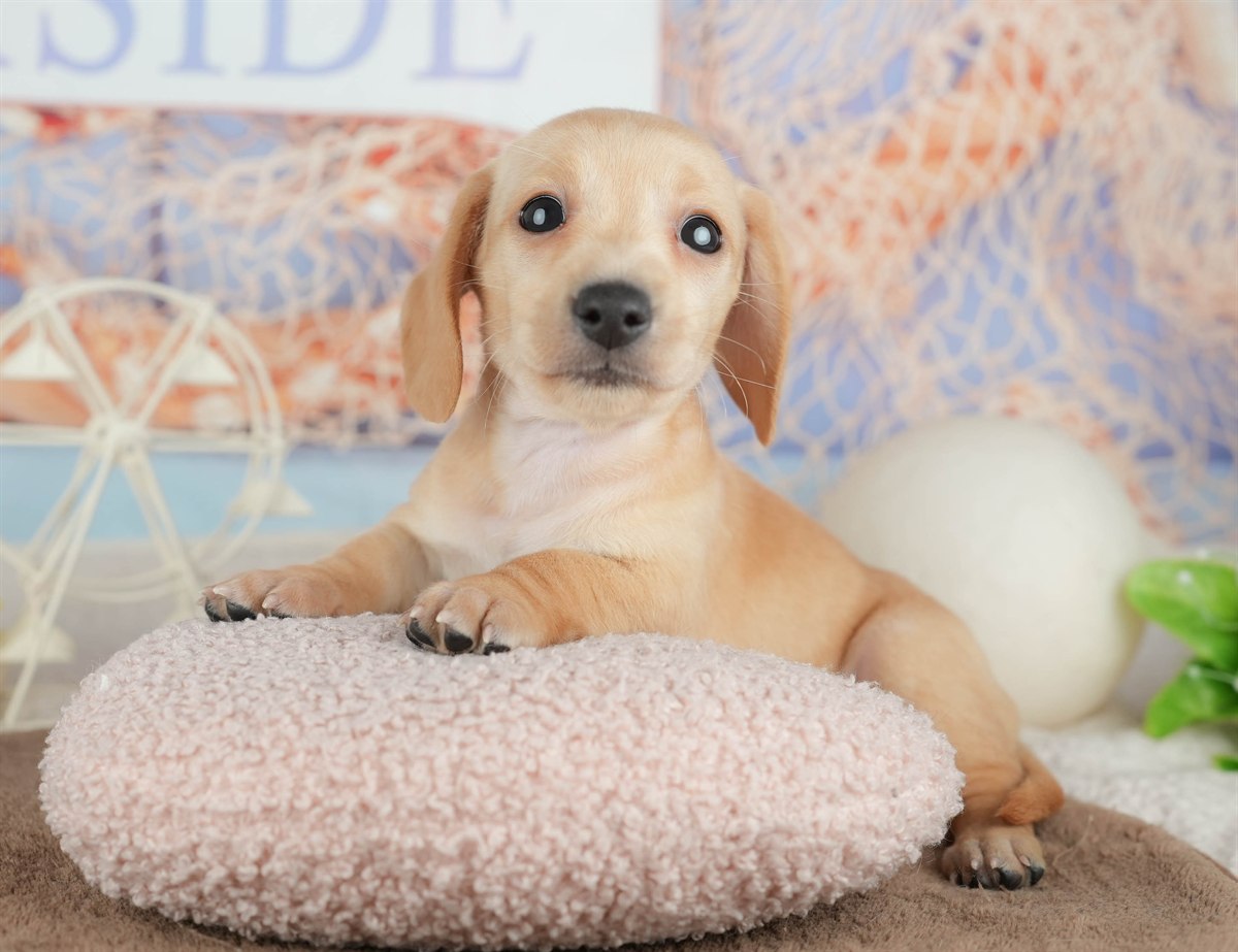 ミニチュア・ダックスフンド(スムース) | 女の子 | イエロー | 2026年3月6日（ID:dog-200015838）