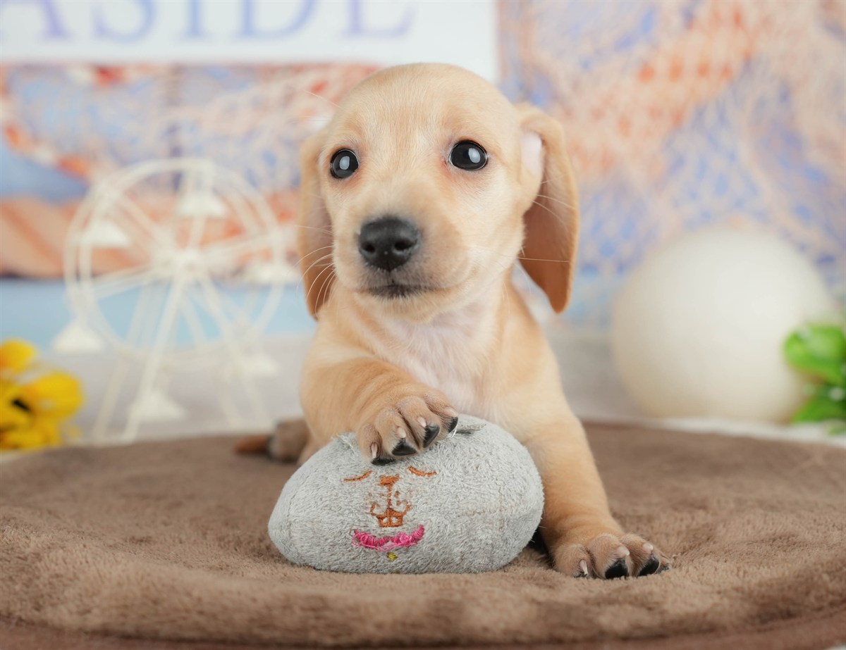 ミニチュア・ダックスフンド(スムース) | 女の子 | イエロー | 2026年3月6日（ID:dog-200015838）