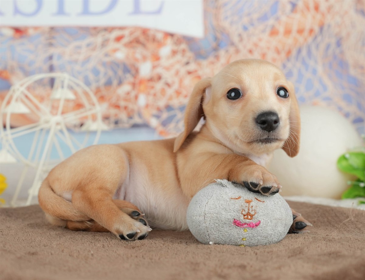 ミニチュア・ダックスフンド(スムース) | 女の子 | イエロー | 2026年3月6日（ID:dog-200015838）