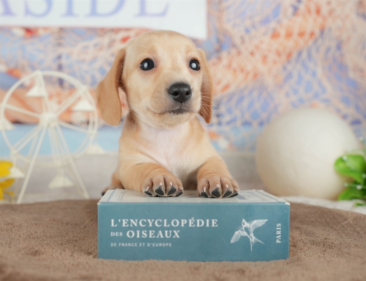 ミニチュア・ダックスフンド(スムース) | 女の子 | イエロー | 2026年3月6日（ID:dog-200015838）