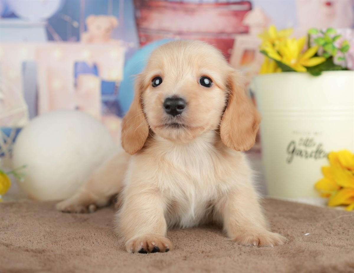 ミニチュア・ダックスフンド(ロング) | 男の子 | イエロー | 2026年3月6日（ID:dog-200015839）