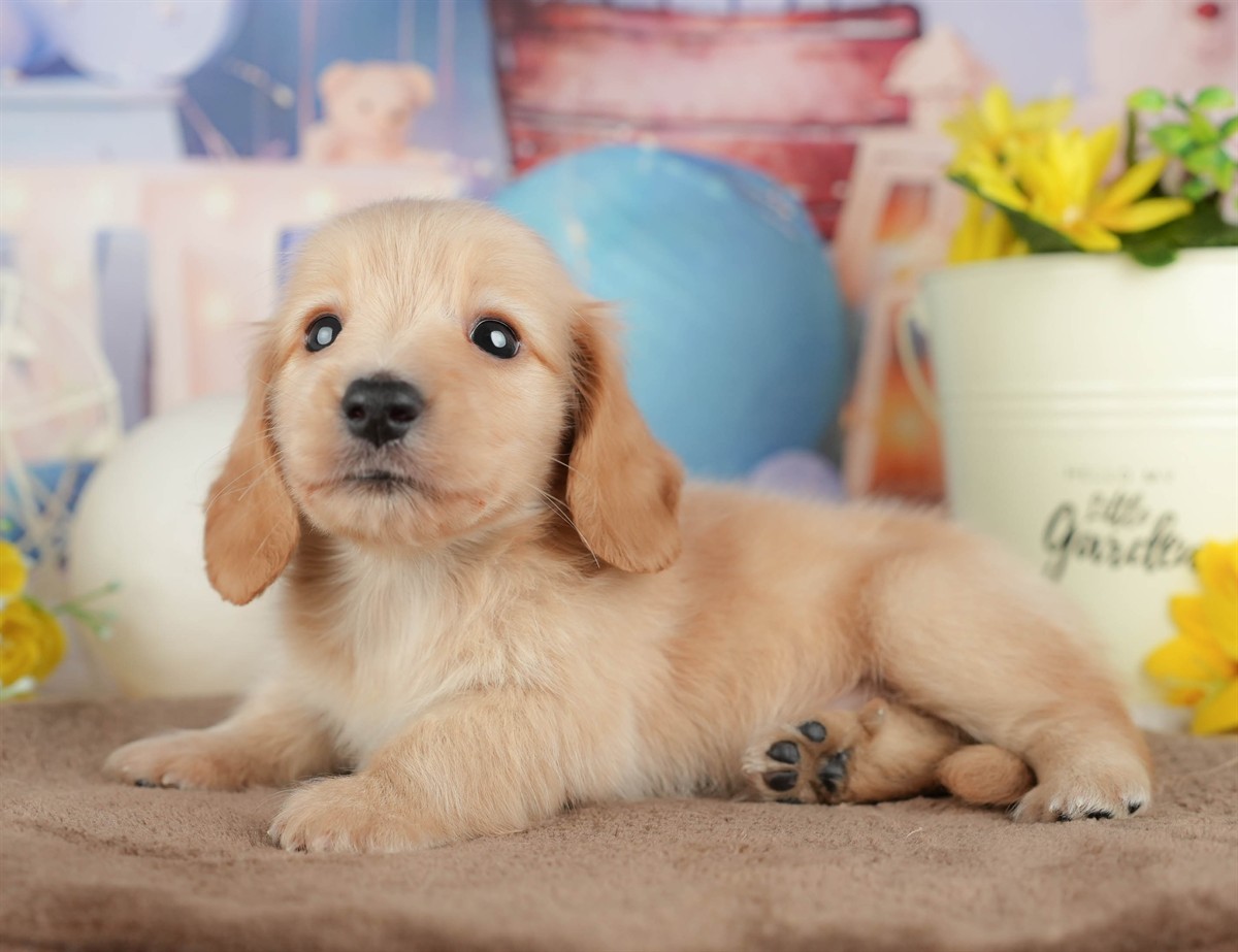 ミニチュア・ダックスフンド(ロング) | 男の子 | イエロー | 2026年3月6日（ID:dog-200015839）