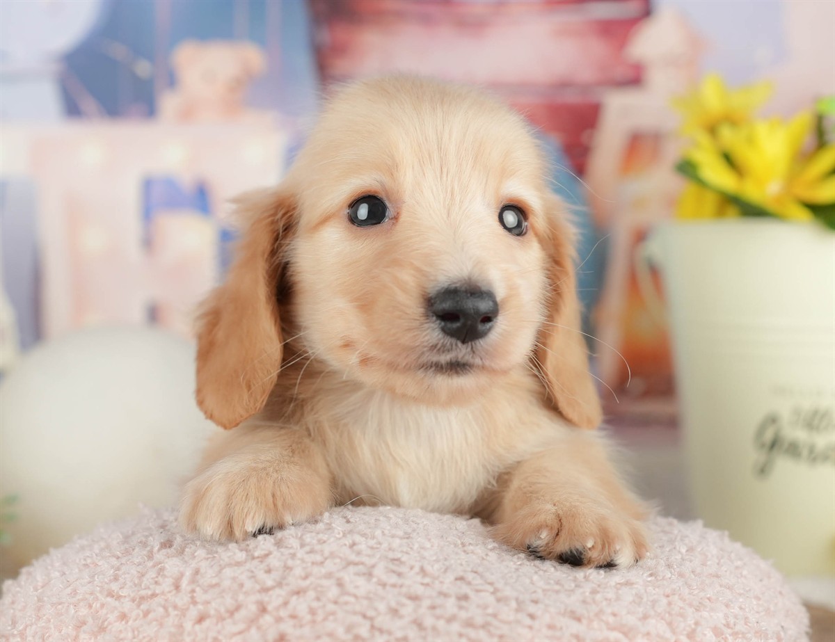 ミニチュア・ダックスフンド(ロング) | 男の子 | イエロー | 2026年3月6日（ID:dog-200015839）