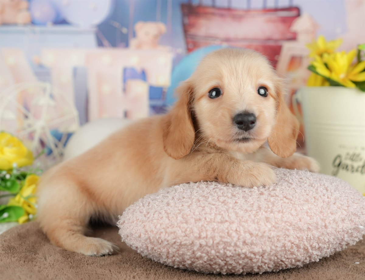 ミニチュア・ダックスフンド(ロング) | 男の子 | イエロー | 2026年3月6日（ID:dog-200015839）