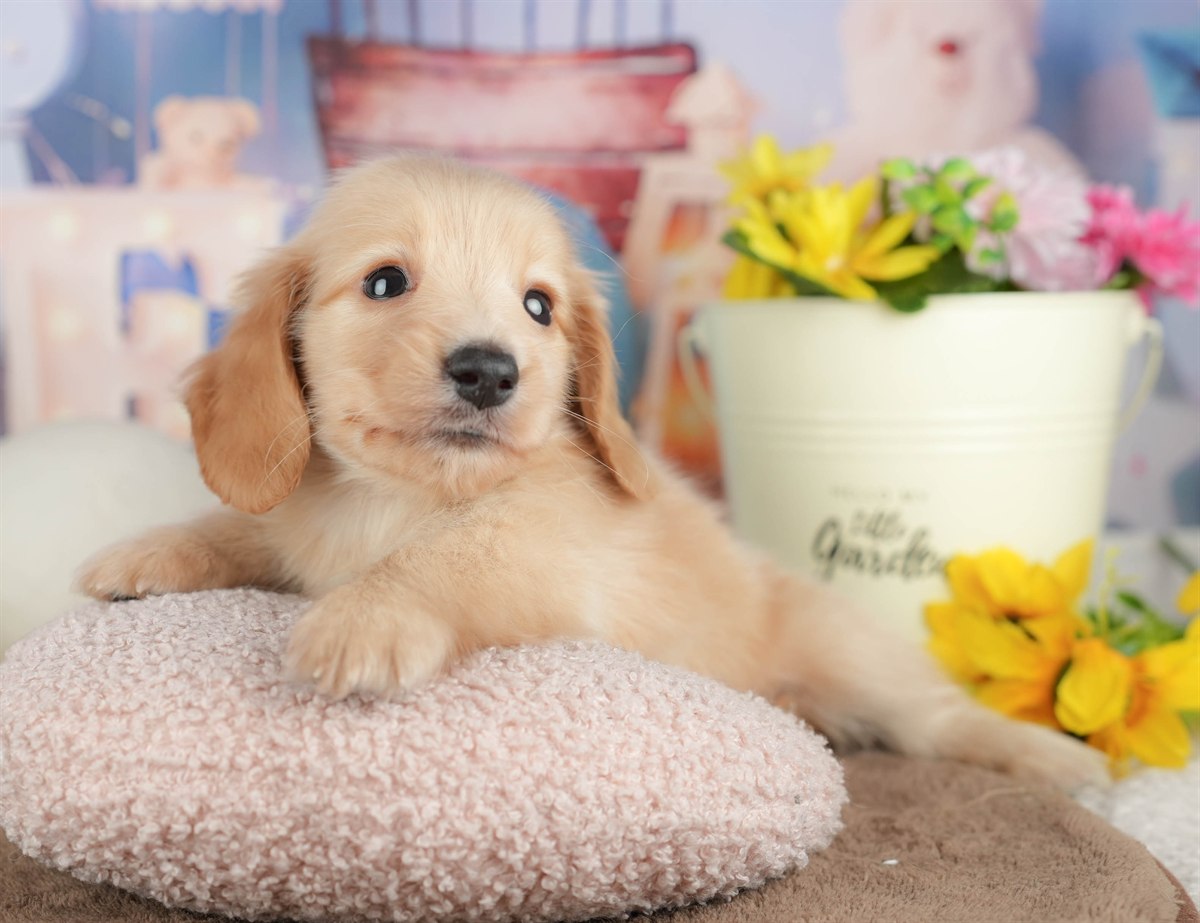 ミニチュア・ダックスフンド(ロング) | 男の子 | イエロー | 2026年3月6日（ID:dog-200015839）