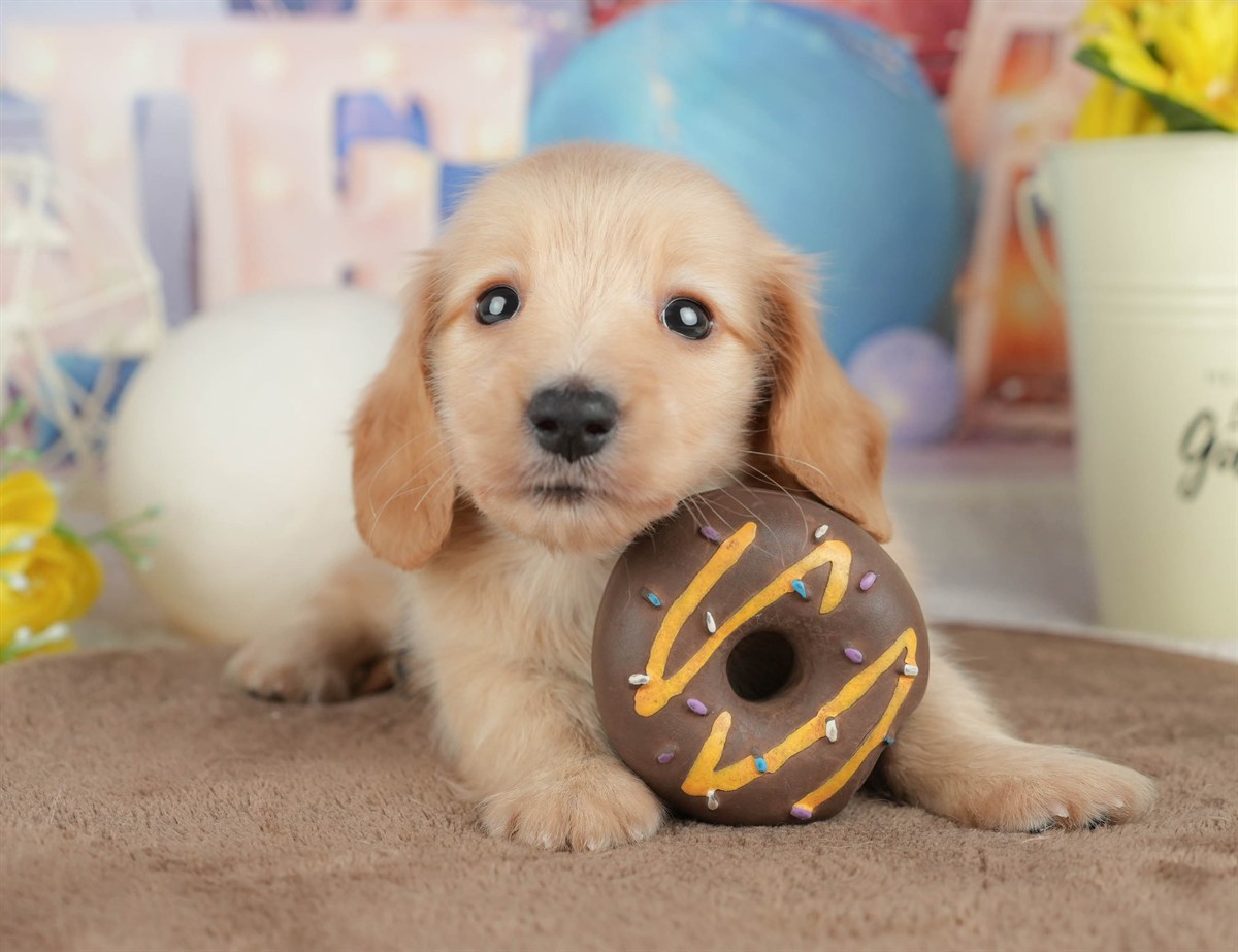 ミニチュア・ダックスフンド(ロング) | 男の子 | イエロー | 2026年3月6日（ID:dog-200015839）