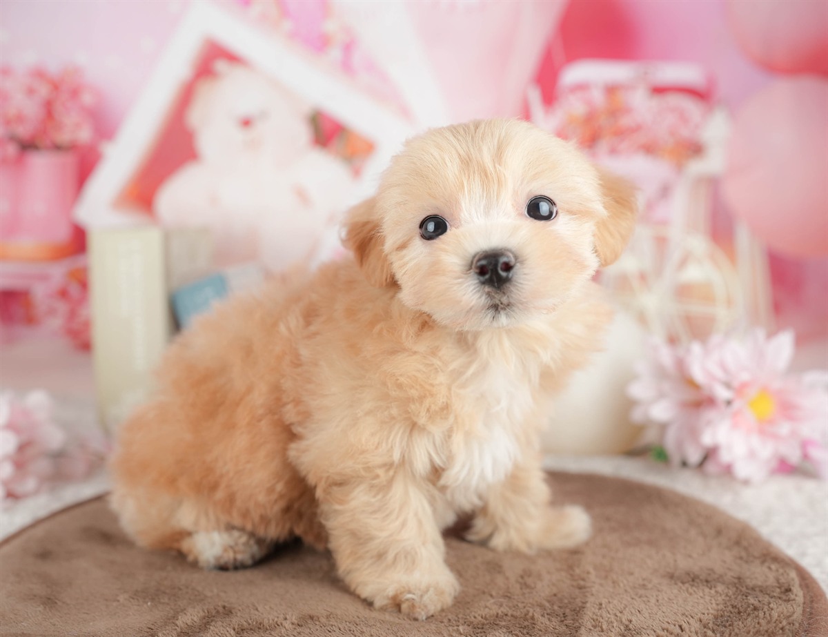 マルプー | 男の子 | アプリコット | 2026年3月7日（ID:dog-200015847）