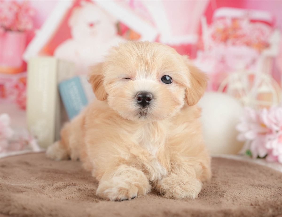 マルプー | 男の子 | アプリコット | 2026年3月7日（ID:dog-200015847）