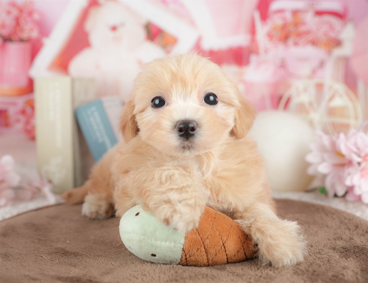 マルプー | 男の子 | アプリコット | 2026年3月7日（ID:dog-200015847）