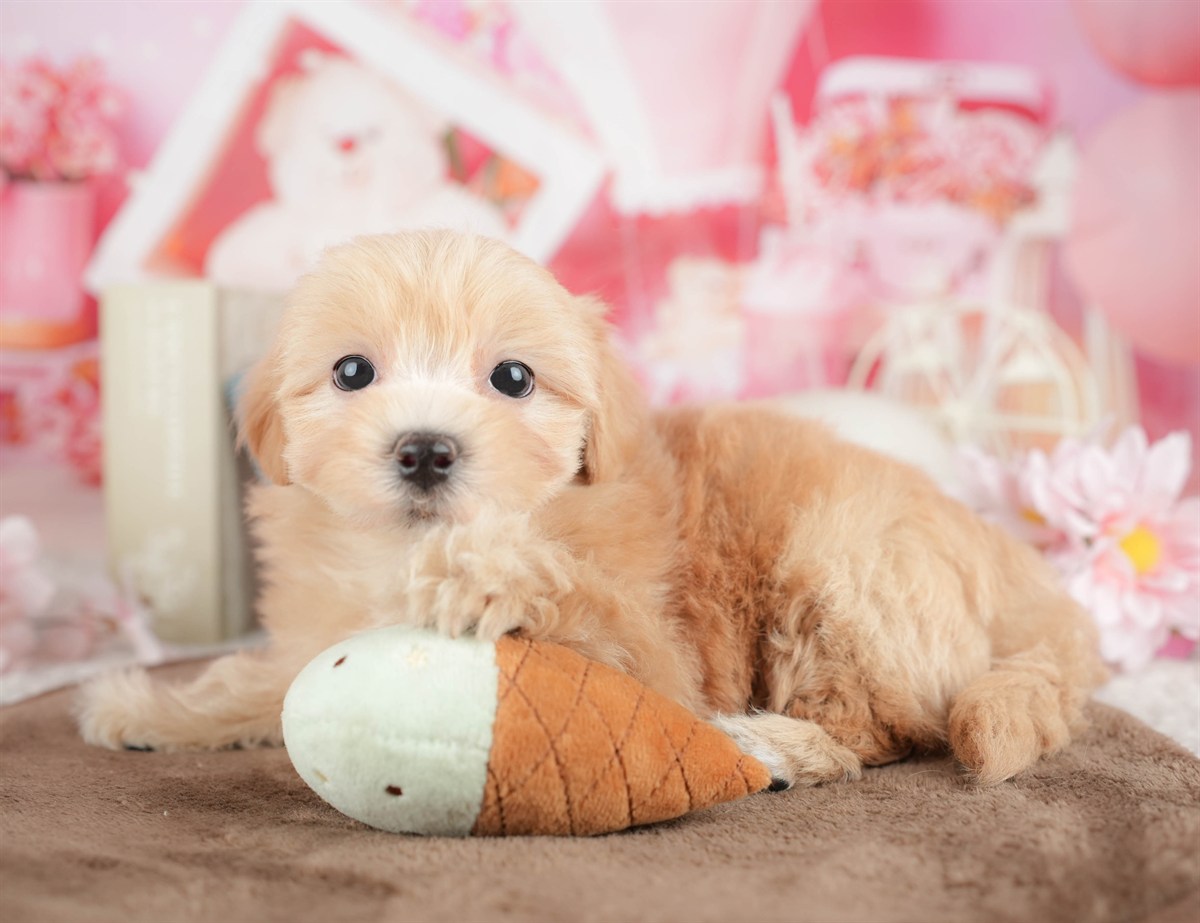 マルプー | 男の子 | アプリコット | 2026年3月7日（ID:dog-200015847）