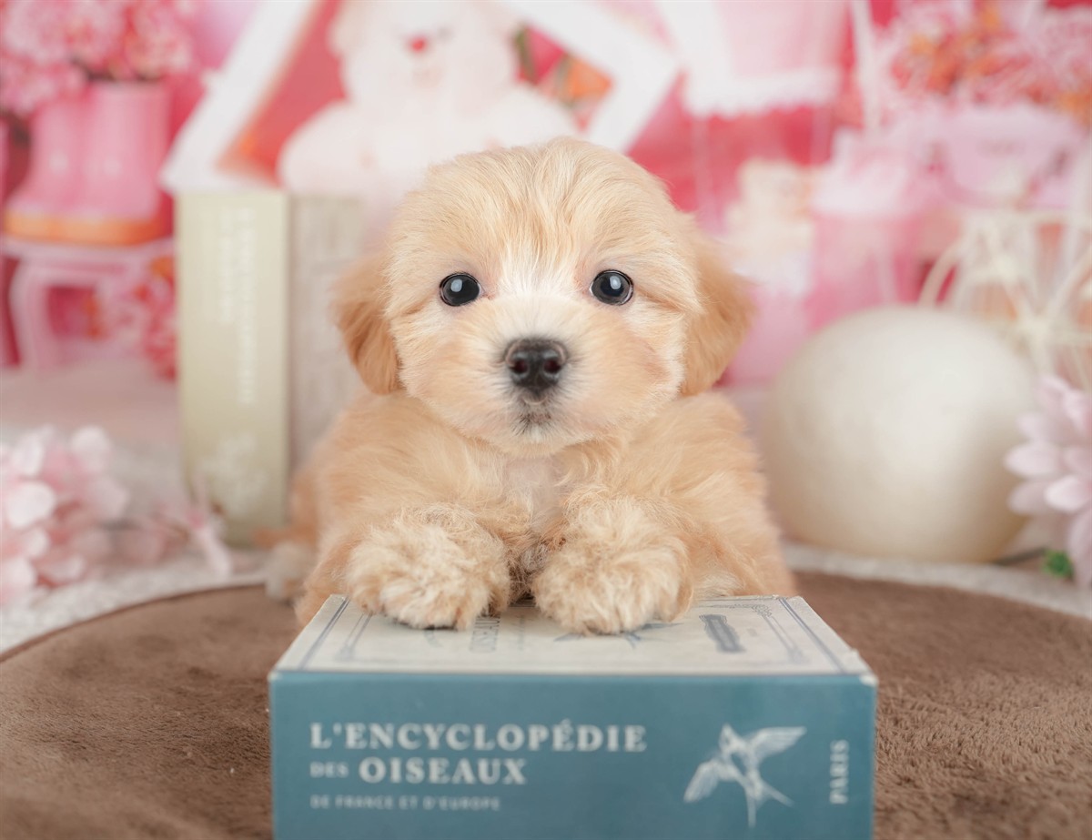 マルプー | 男の子 | アプリコット | 2026年3月7日（ID:dog-200015847）