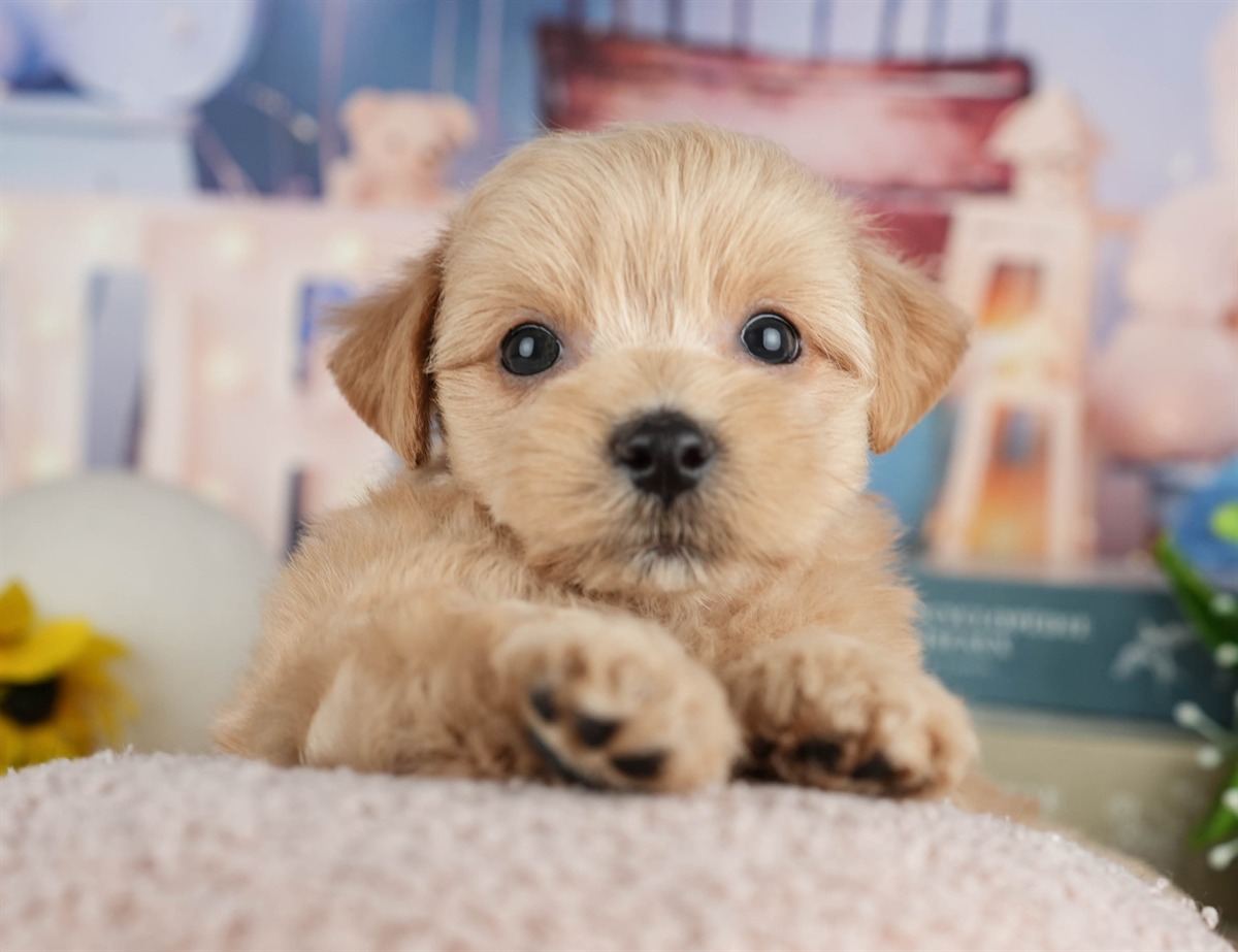 マルプー | 男の子 | クリーム | 2026年3月8日（ID:dog-200015851）