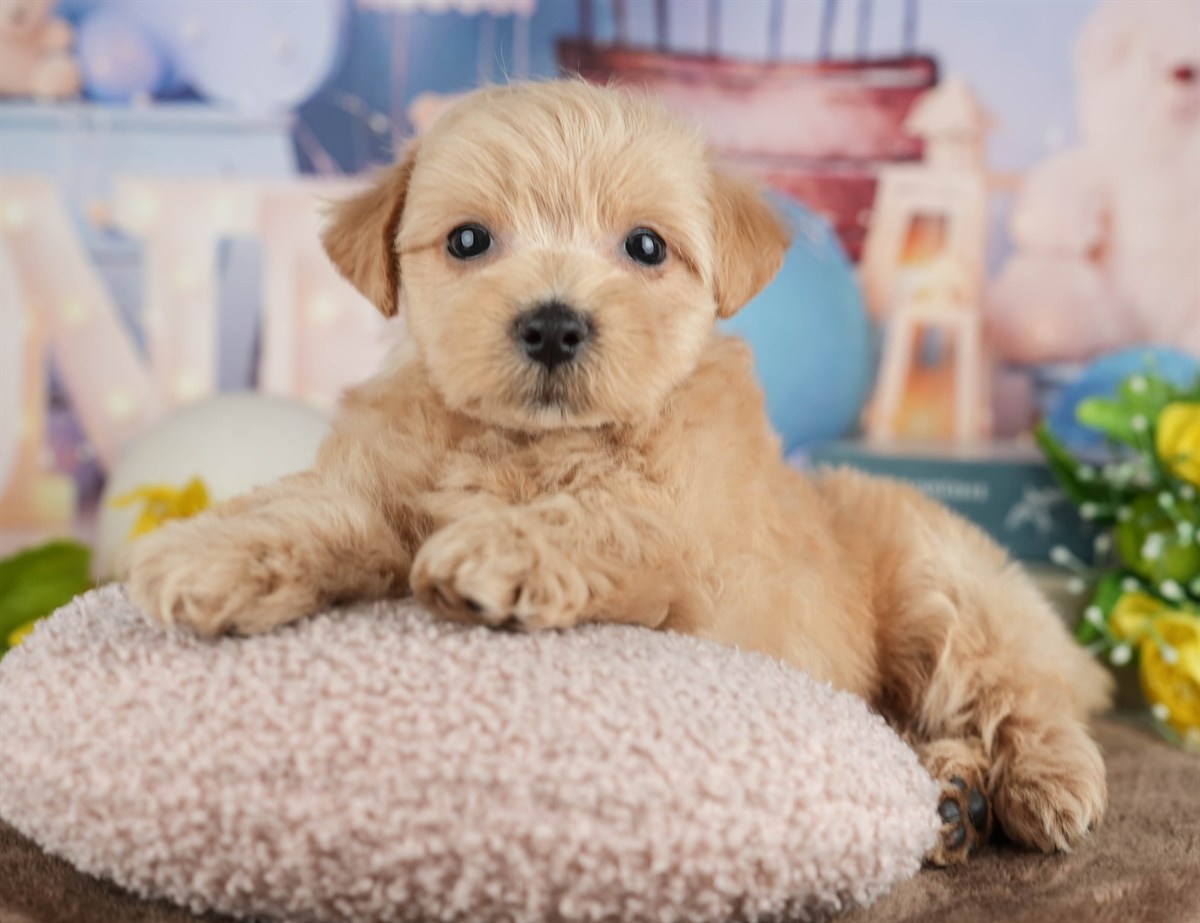 マルプー | 男の子 | クリーム | 2026年3月8日（ID:dog-200015851）