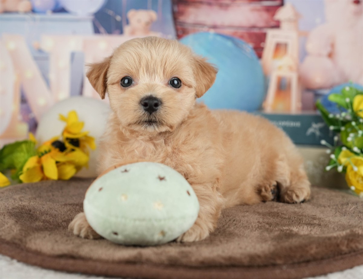 マルプー | 男の子 | クリーム | 2026年3月8日（ID:dog-200015851）