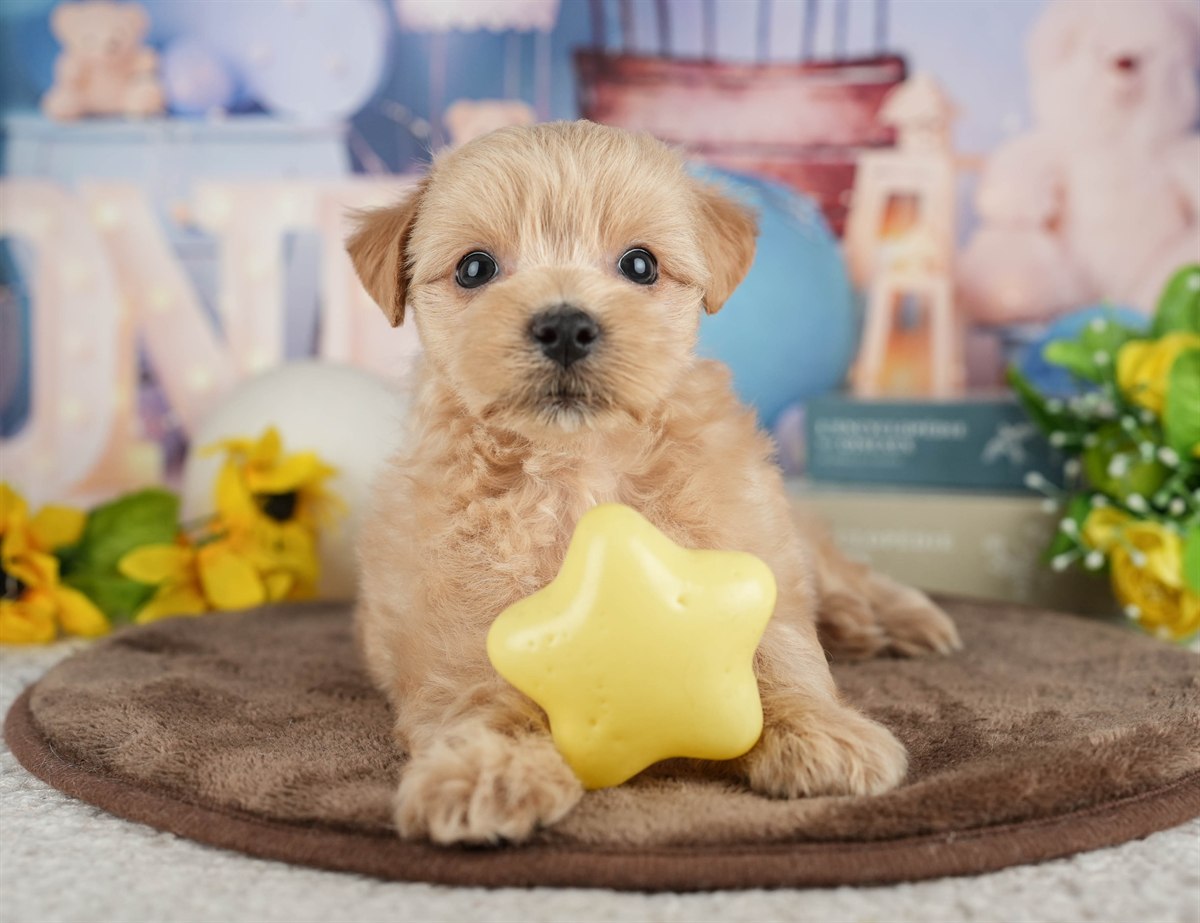 マルプー | 男の子 | クリーム | 2026年3月8日（ID:dog-200015851）