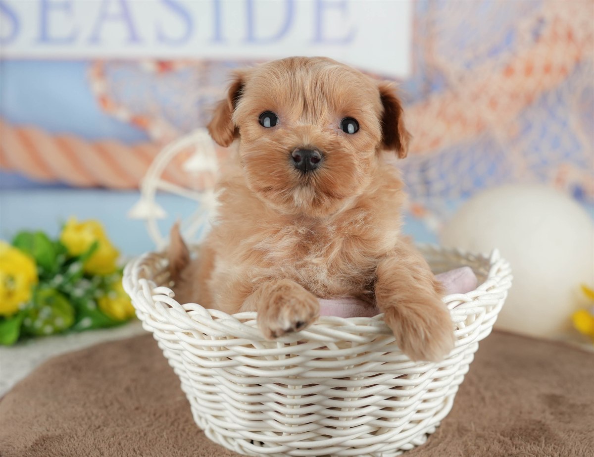 マルプー | 女の子 | クリーム | 2026年3月8日（ID:dog-200015853）