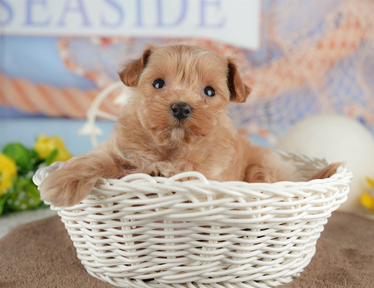 マルプー | 女の子 | クリーム | 2026年3月8日（ID:dog-200015853）