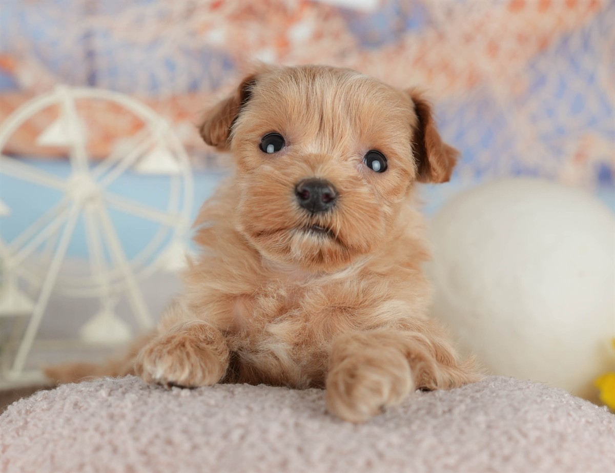 マルプー | 女の子 | クリーム | 2026年3月8日（ID:dog-200015853）