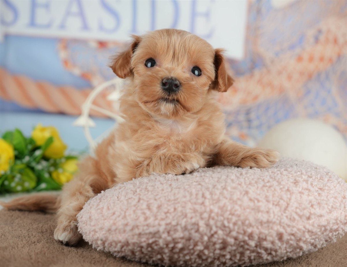 マルプー | 女の子 | クリーム | 2026年3月8日（ID:dog-200015853）