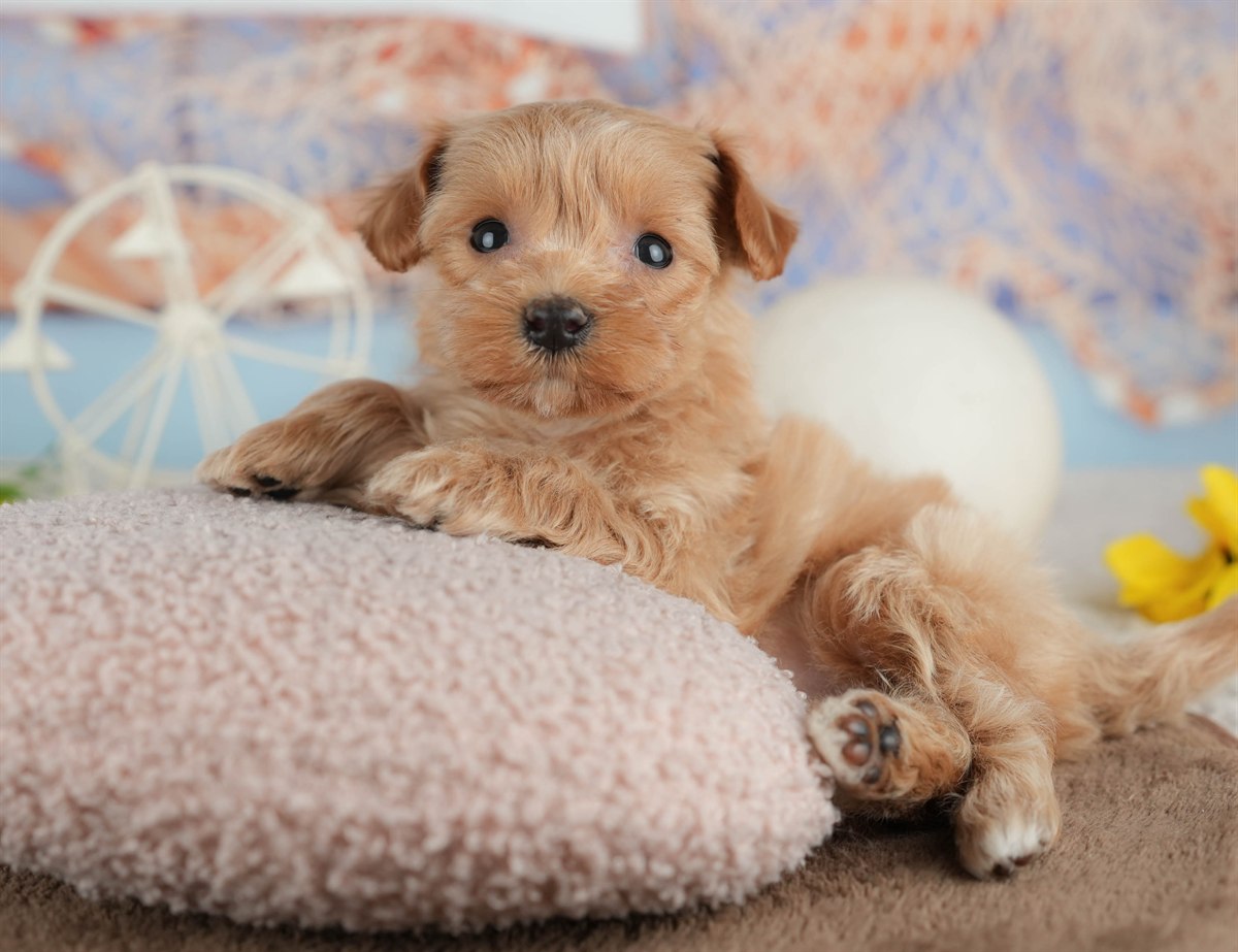 マルプー | 女の子 | クリーム | 2026年3月8日（ID:dog-200015853）