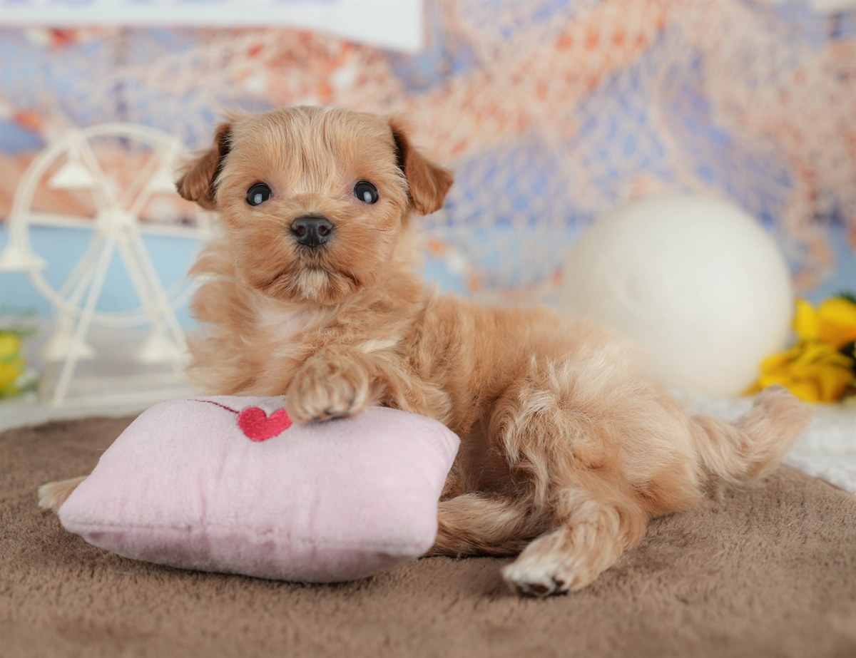 マルプー | 女の子 | クリーム | 2026年3月8日（ID:dog-200015853）