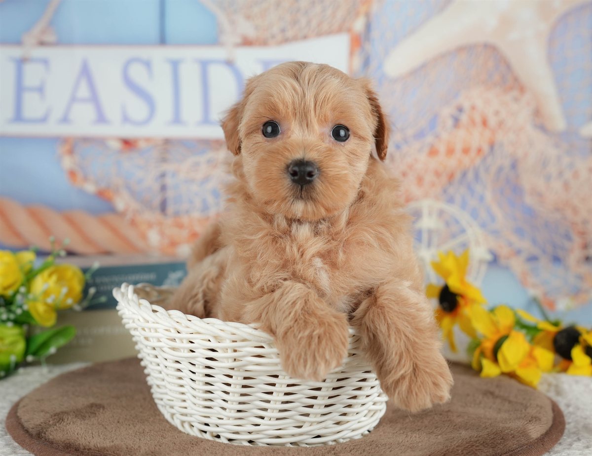 マルプー | 女の子 | クリーム | 2026年3月8日（ID:dog-200015855）