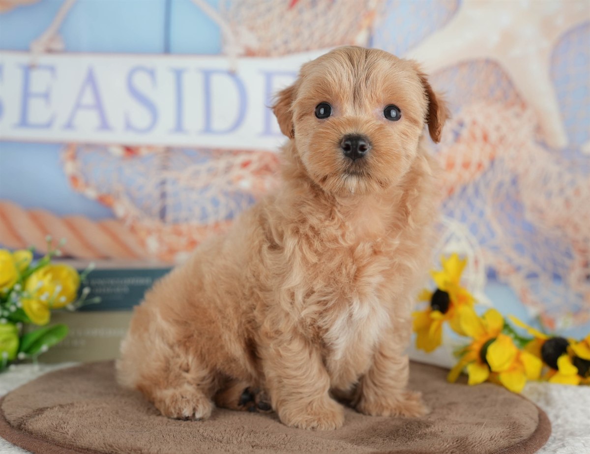 マルプー | 女の子 | クリーム | 2026年3月8日（ID:dog-200015855）