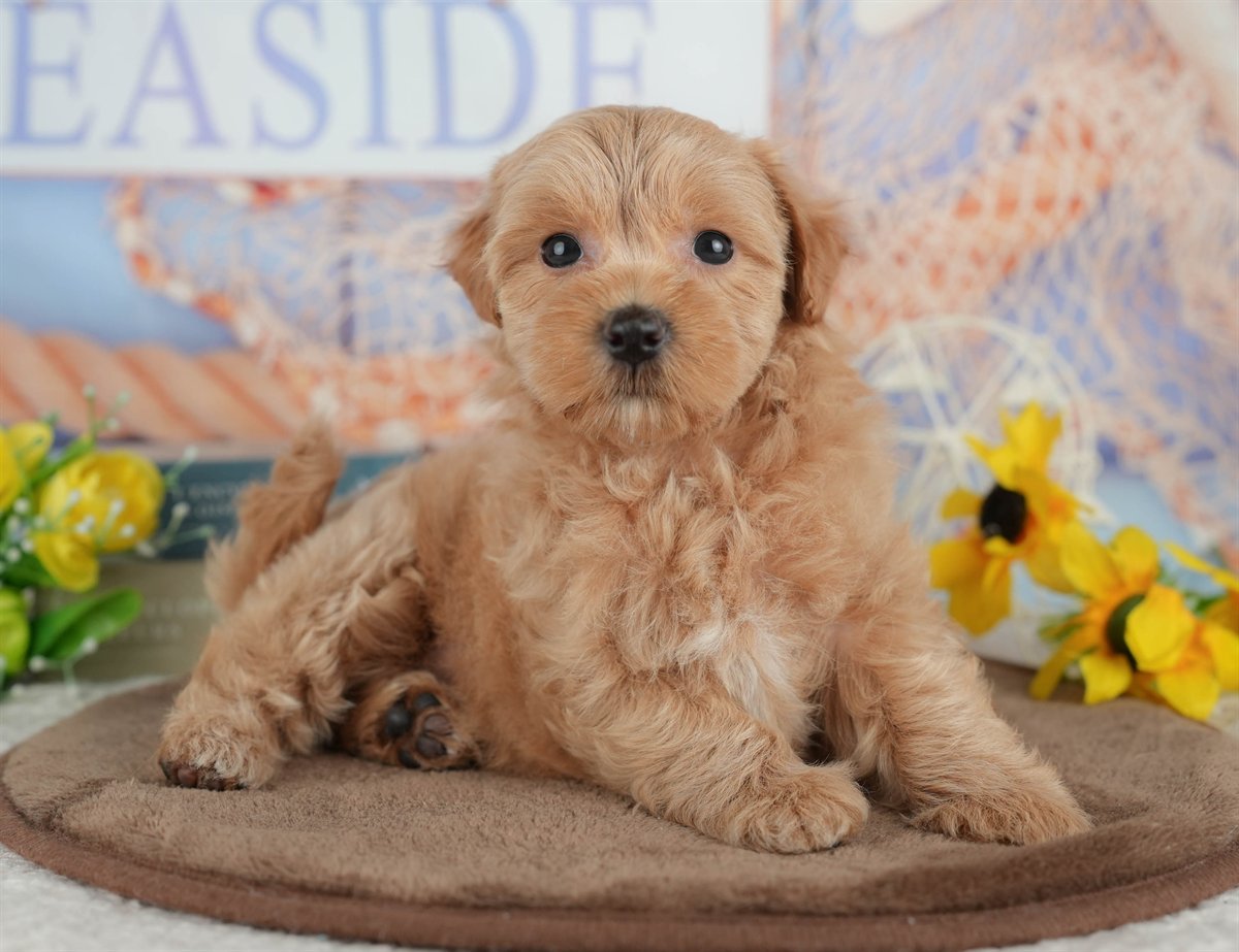 マルプー | 女の子 | クリーム | 2026年3月8日（ID:dog-200015855）