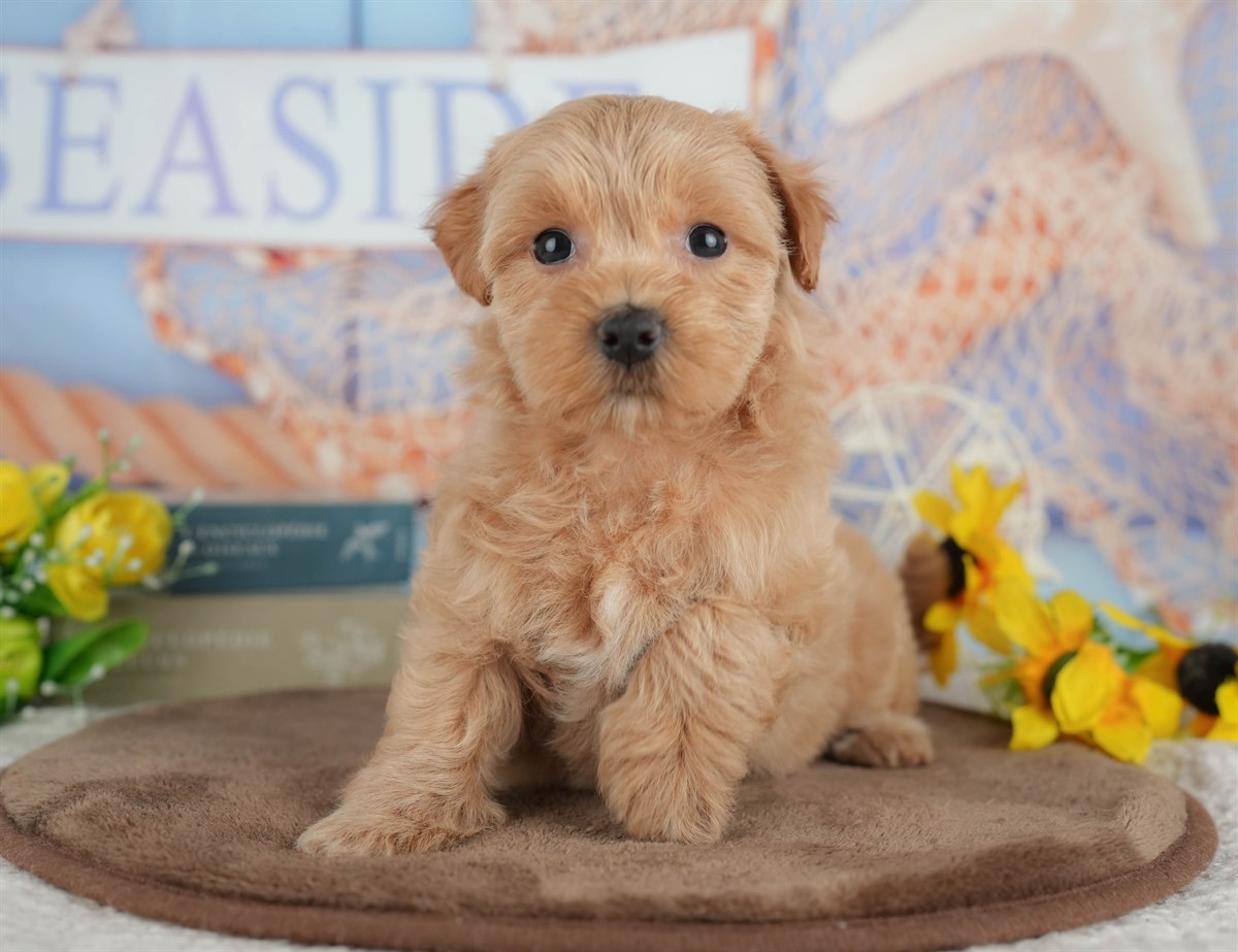 マルプー | 女の子 | クリーム | 2026年3月8日（ID:dog-200015855）