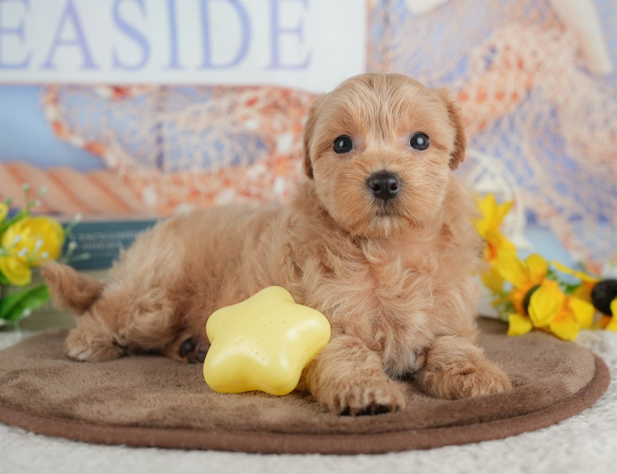 マルプー | 女の子 | クリーム | 2026年3月8日（ID:dog-200015855）