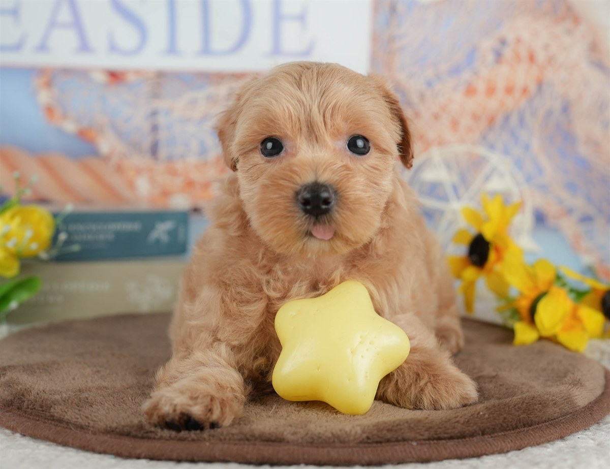 マルプー | 女の子 | クリーム | 2026年3月8日（ID:dog-200015855）