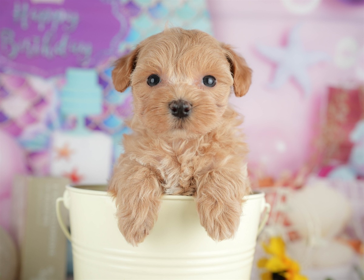 マルプー | 女の子 | クリーム | 2026年3月8日（ID:dog-200015856）