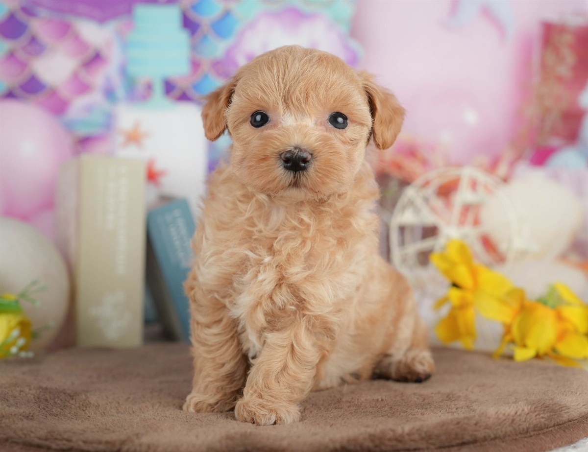 マルプー | 女の子 | クリーム | 2026年3月8日（ID:dog-200015856）