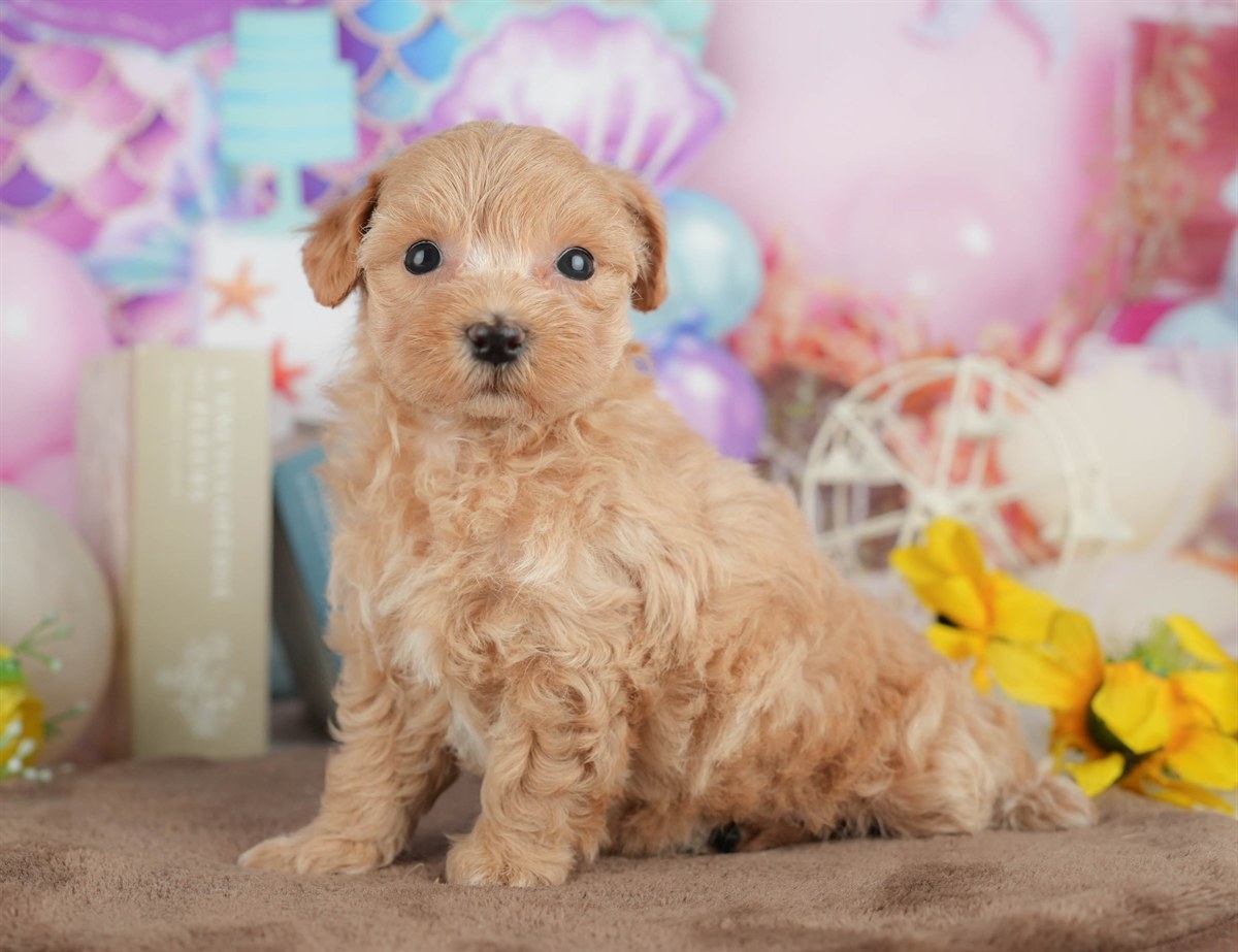 マルプー | 女の子 | クリーム | 2026年3月8日（ID:dog-200015856）